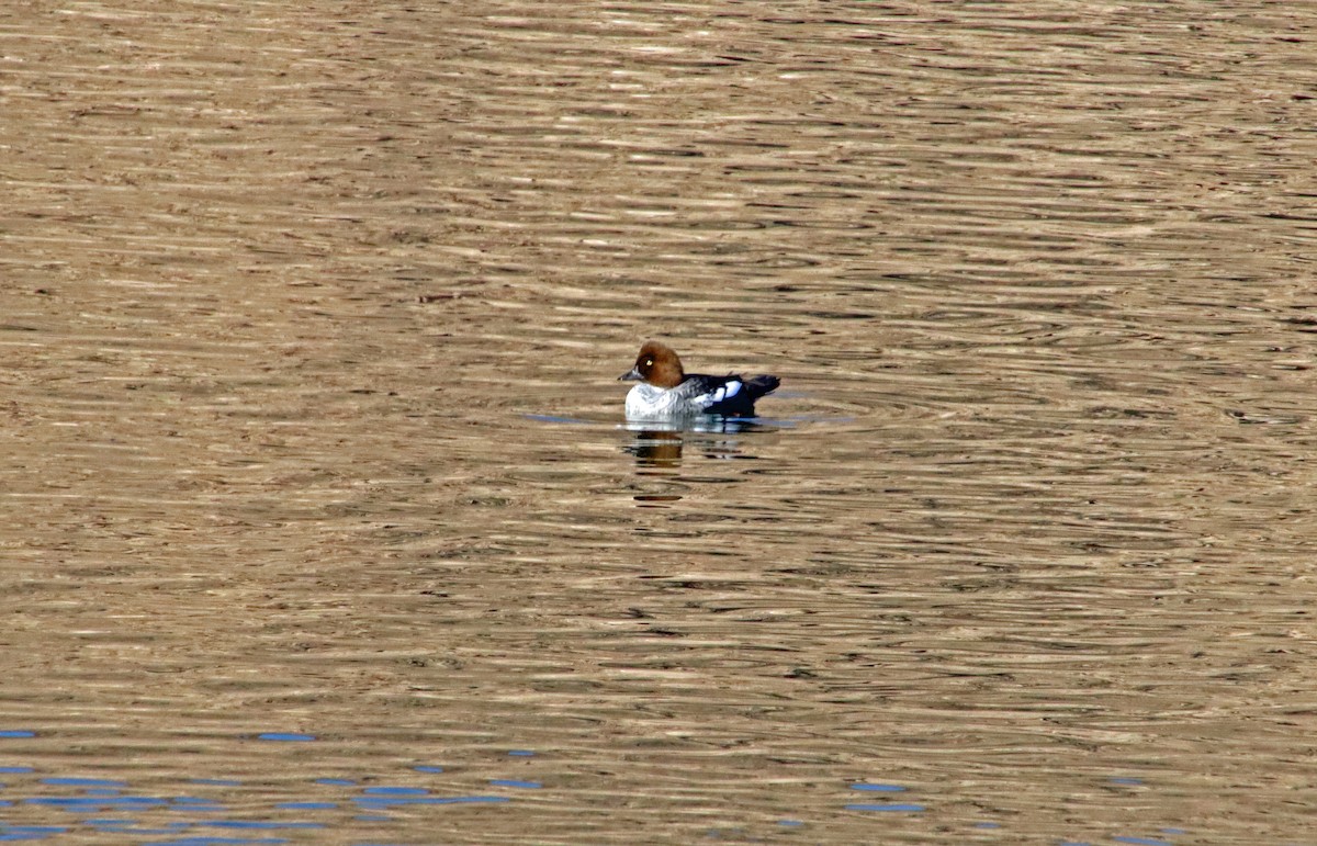 Common Goldeneye - ML646857595