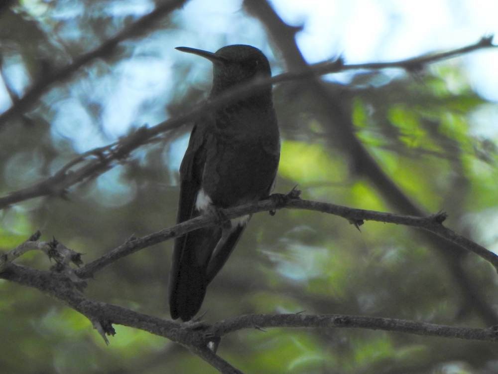 Copper-rumped Hummingbird - ML646857601