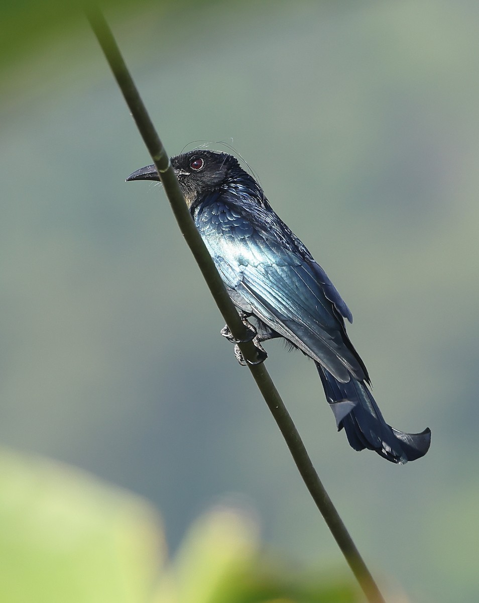 Hair-crested Drongo - ML646857602