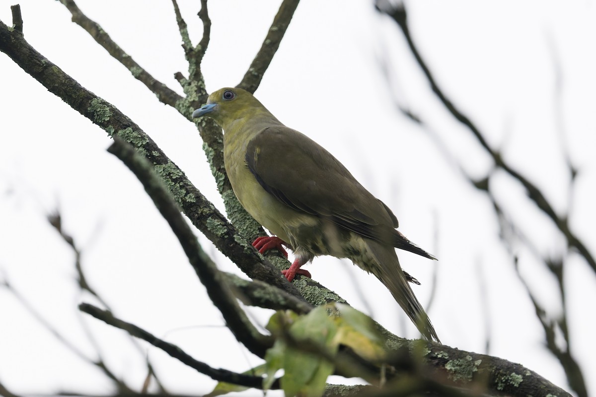 Wedge-tailed Green-Pigeon - ML646857604