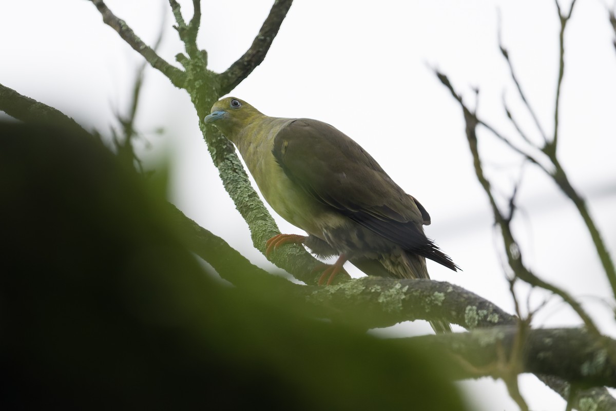 Wedge-tailed Green-Pigeon - ML646857605