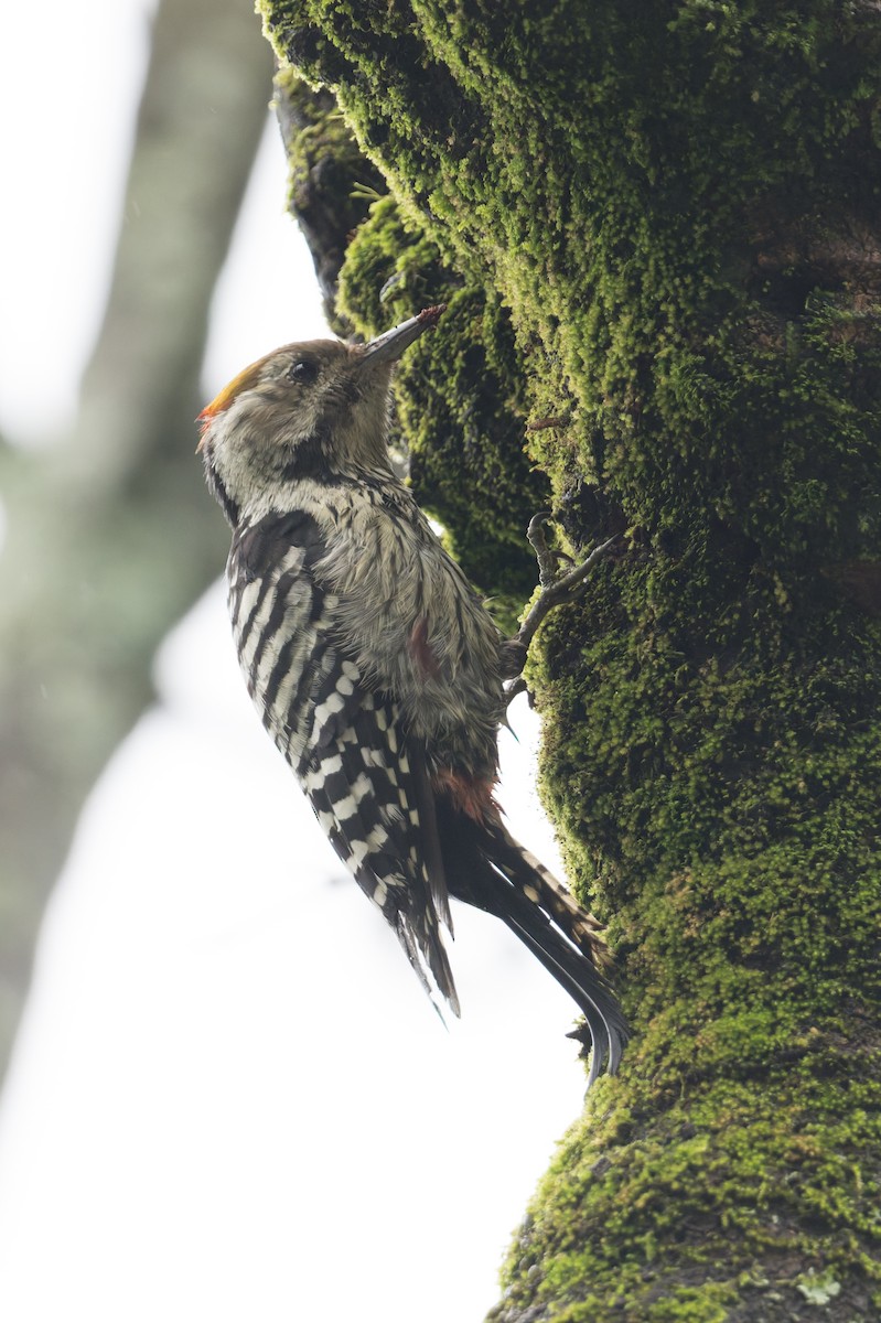 Brown-fronted Woodpecker - ML646857606