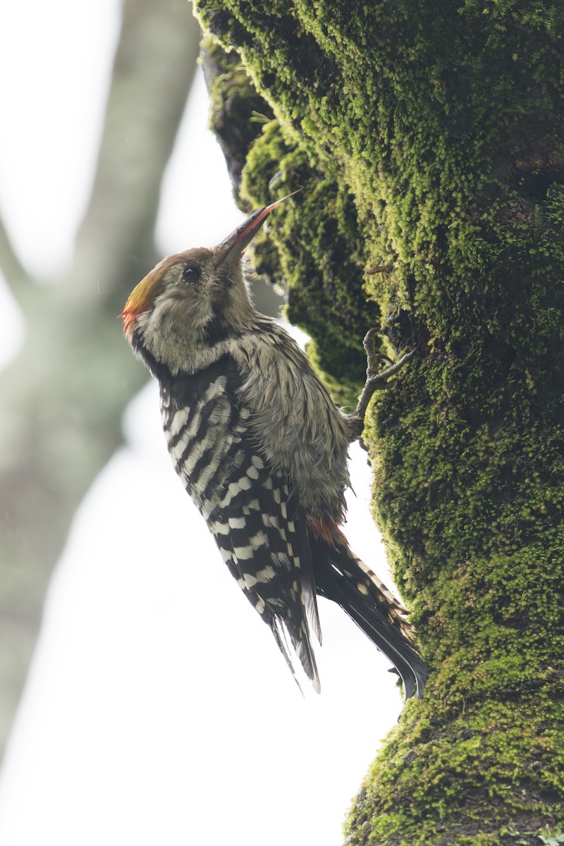 Brown-fronted Woodpecker - ML646857607