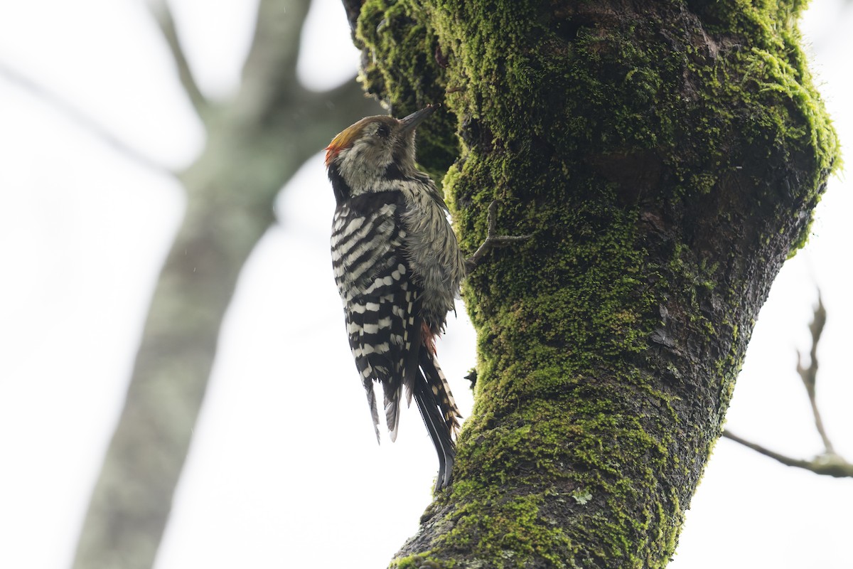 Brown-fronted Woodpecker - ML646857608