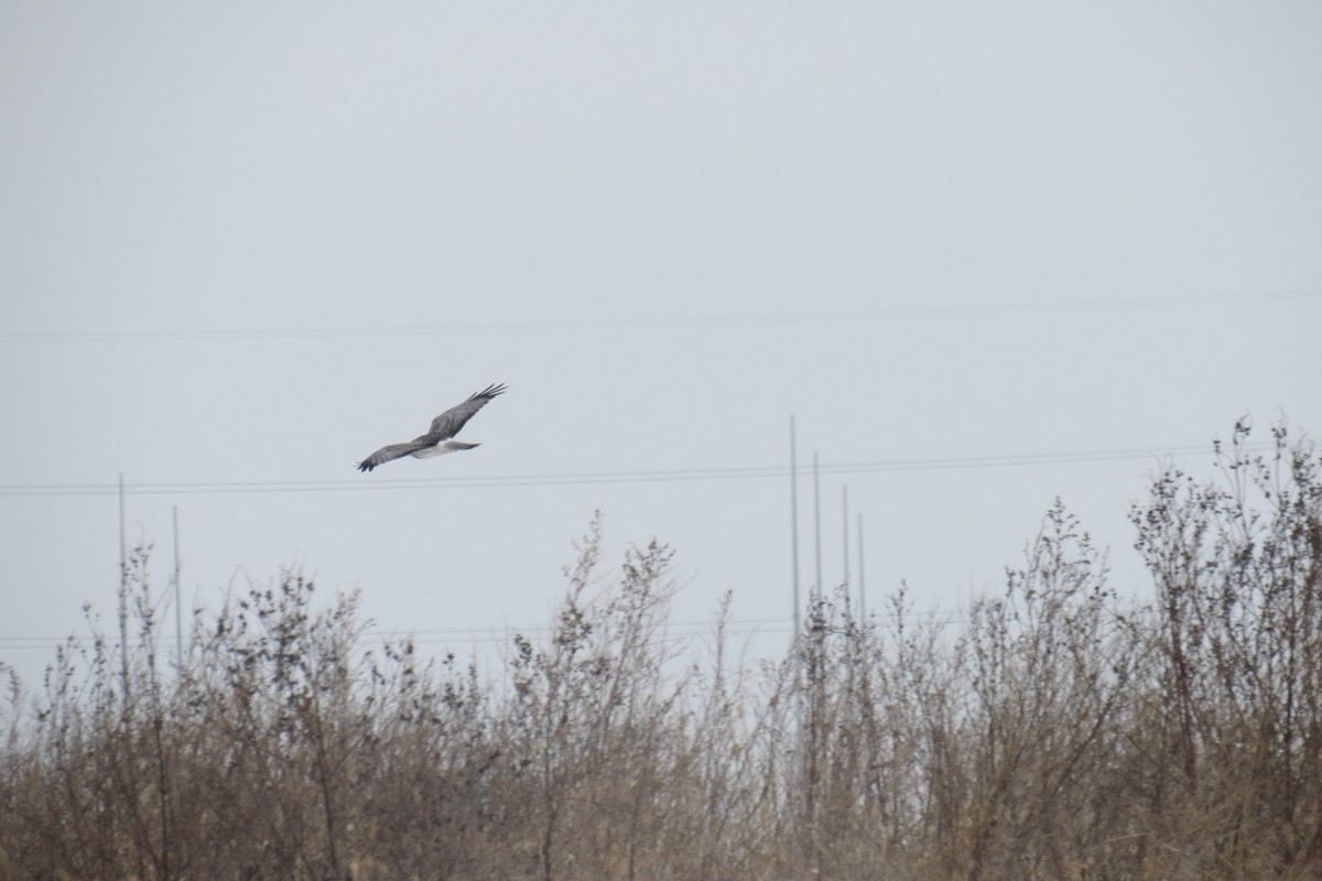 Northern Harrier - ML646857609