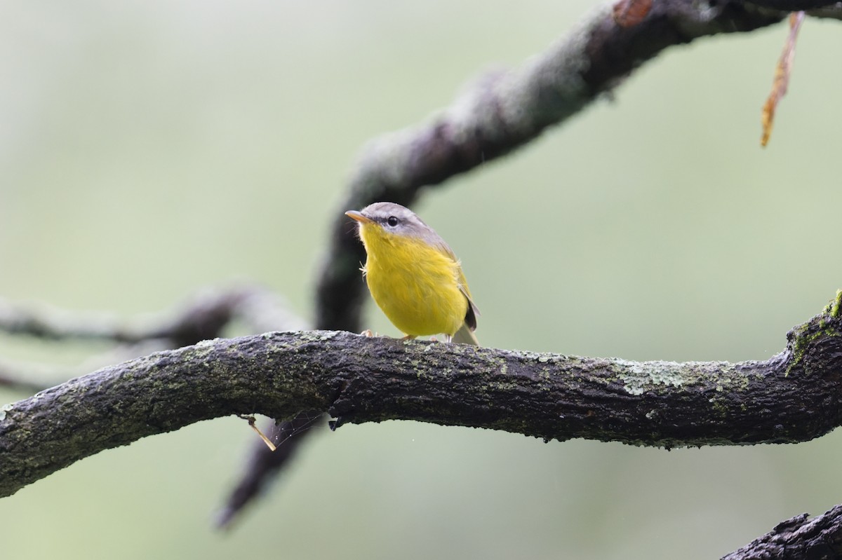 budníček šedohlavý - ML646857610