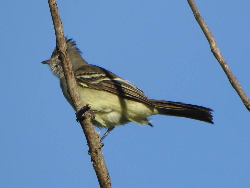Yellow-bellied Elaenia - ML646857611