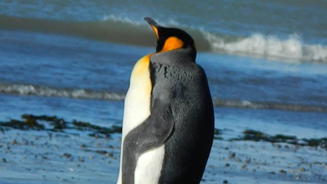 King Penguin - ML646857612