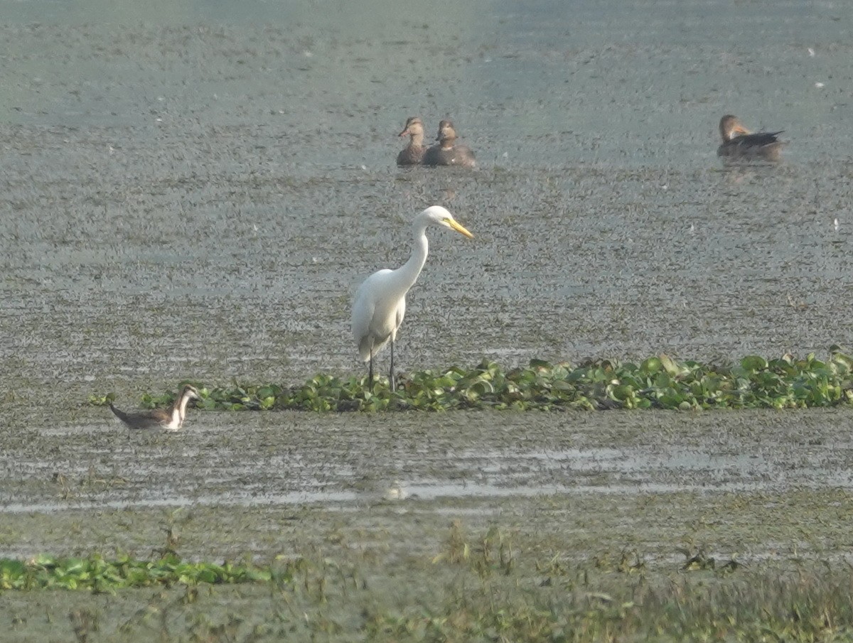 Medium Egret - ML646857613