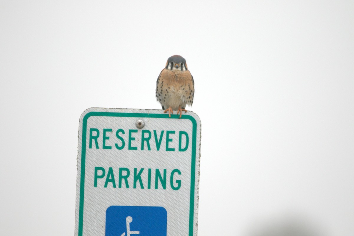 American Kestrel - ML646857614