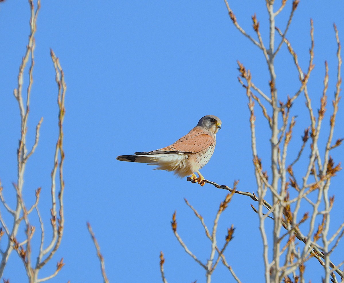 Начин шонхор - ML646857615