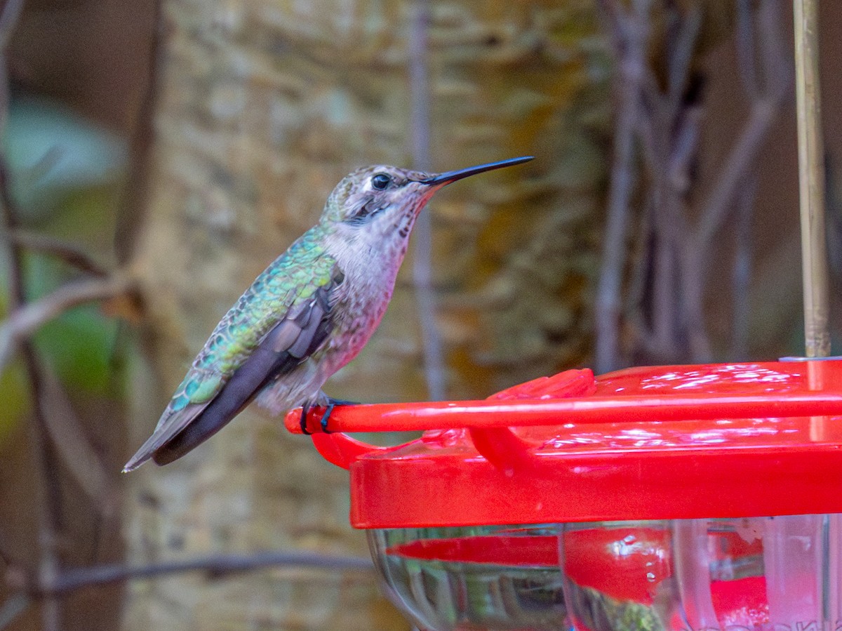 Annakolibri - ML646857616