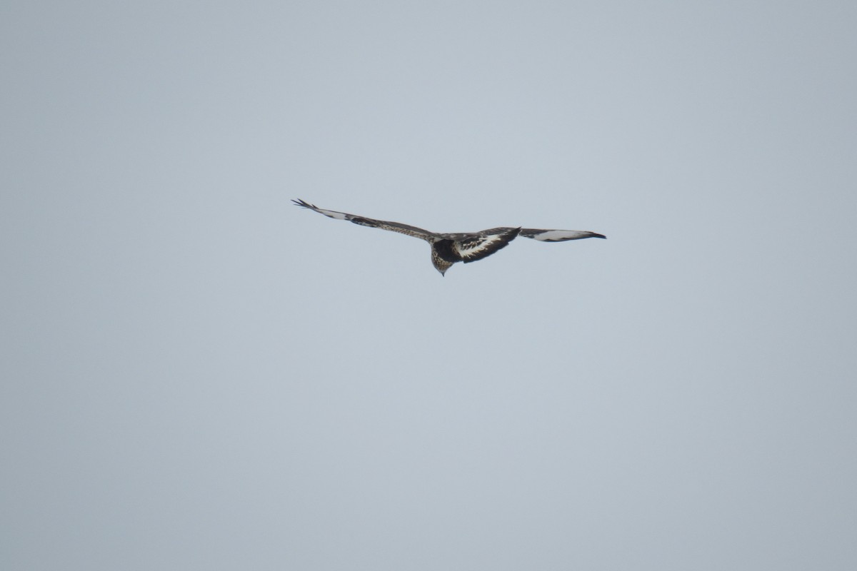 Poiana calzata - ML646857617