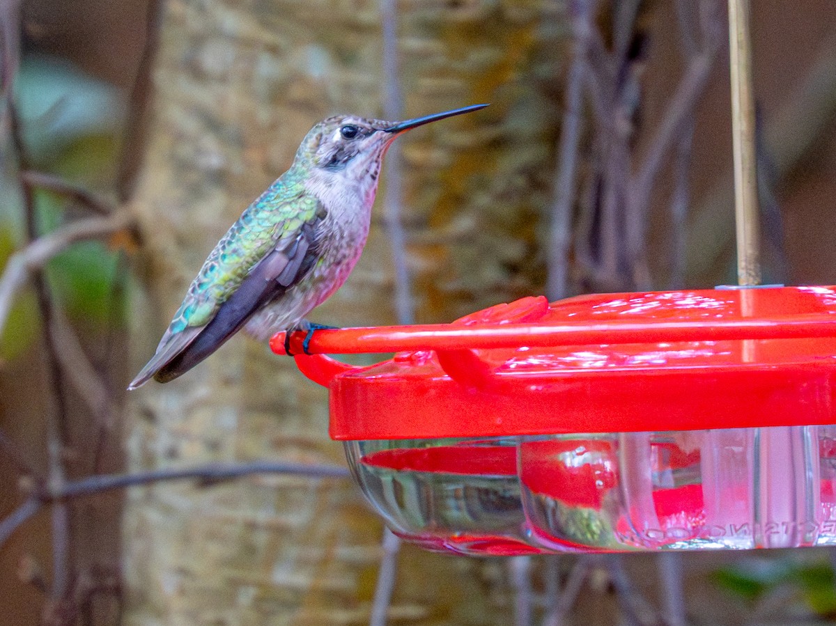 Annakolibri - ML646857618