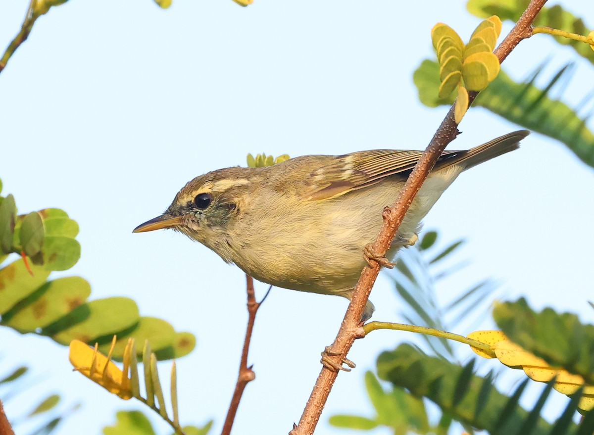 Yellow-browed Warbler - ML646857619