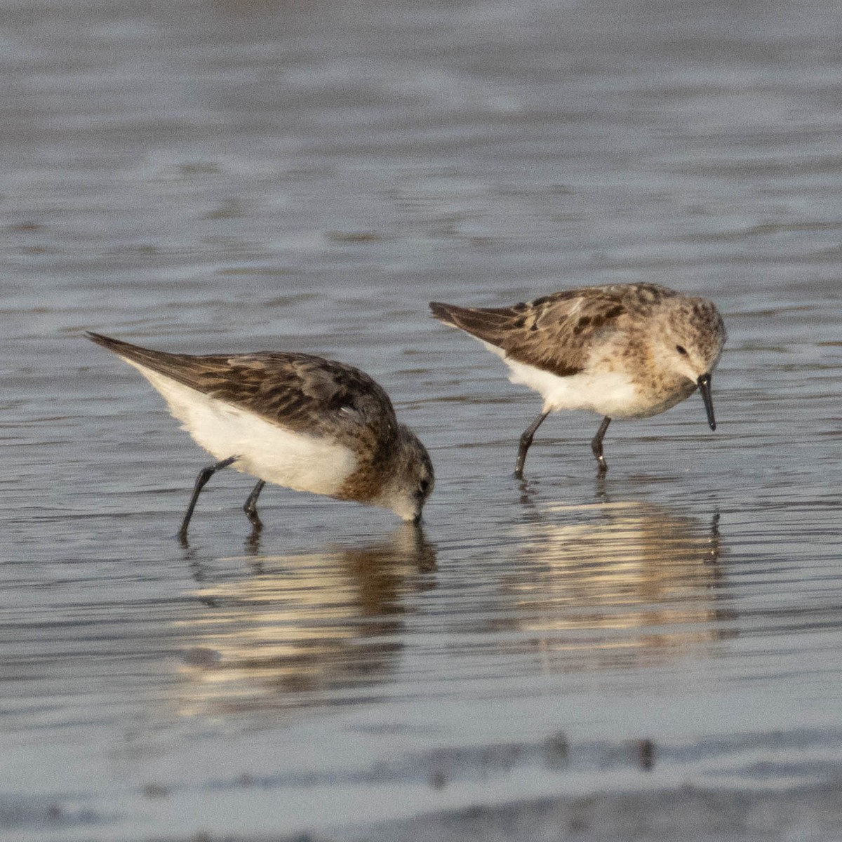 Little Stint - ML646857620