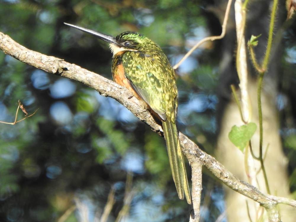 Rufous-tailed Jacamar - ML646857621