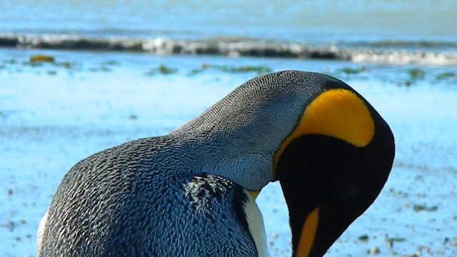 King Penguin - ML646857623