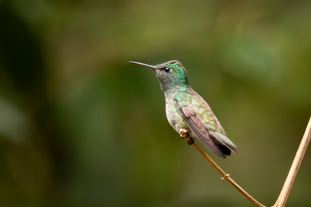 Versicolored Emerald - ML646857624