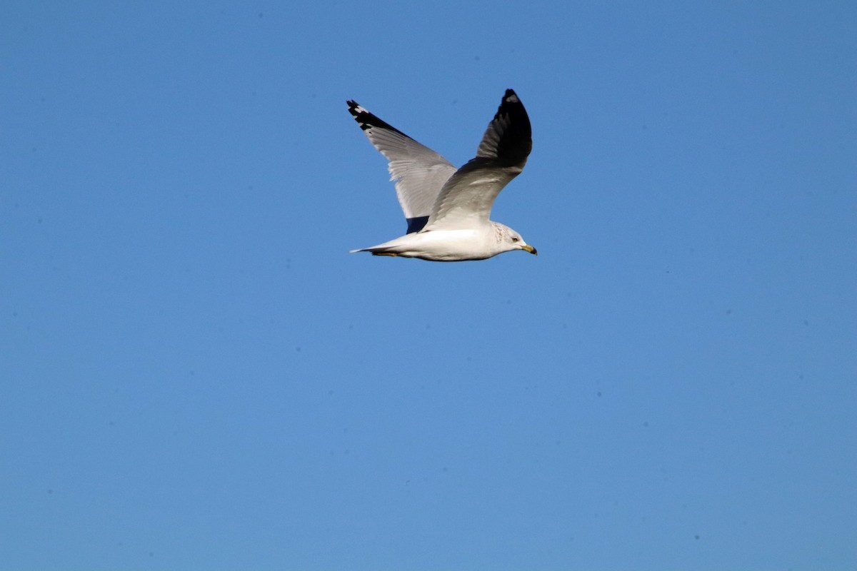 Ring-billed Gull - ML646857625