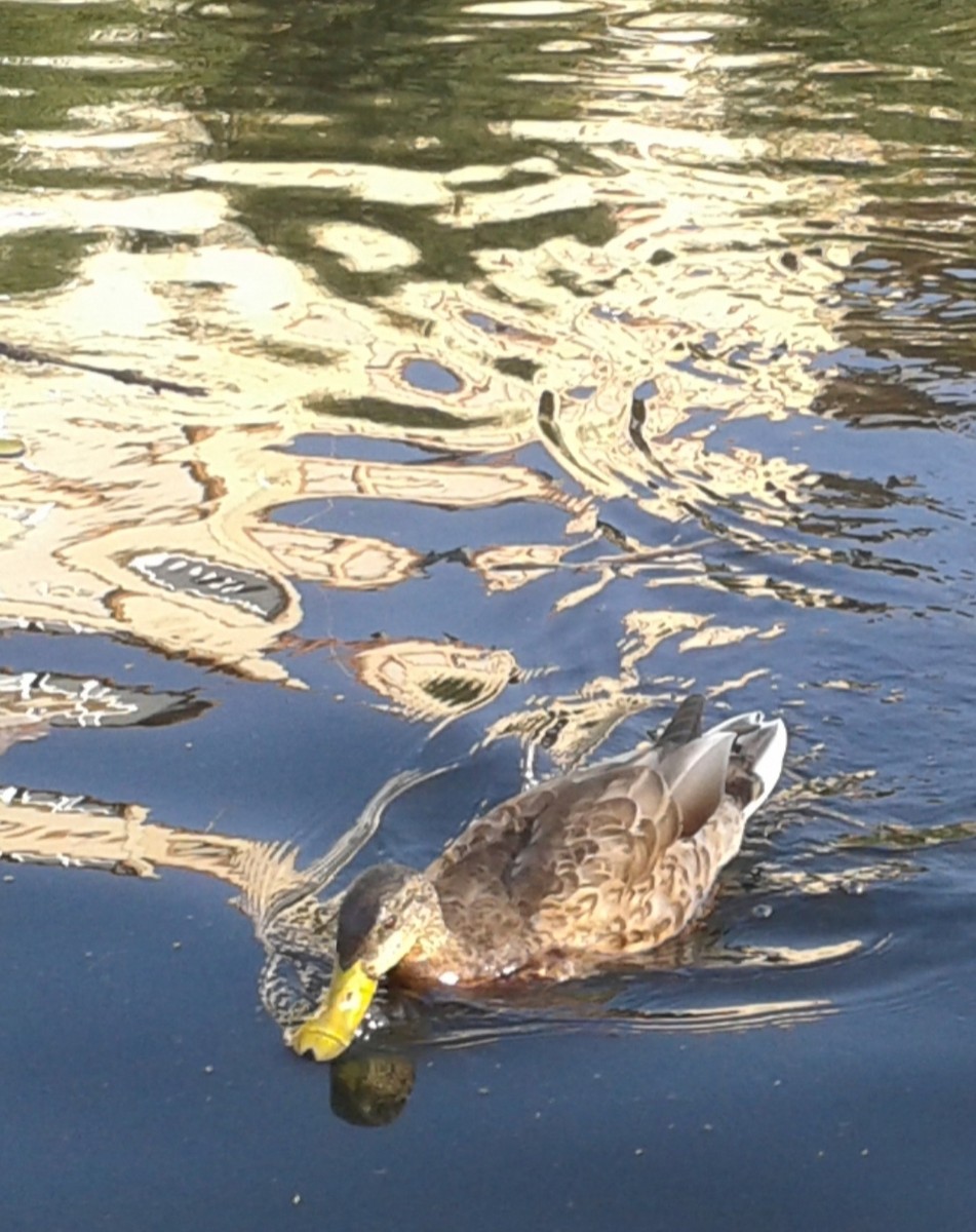 ברכיה - ML646857627