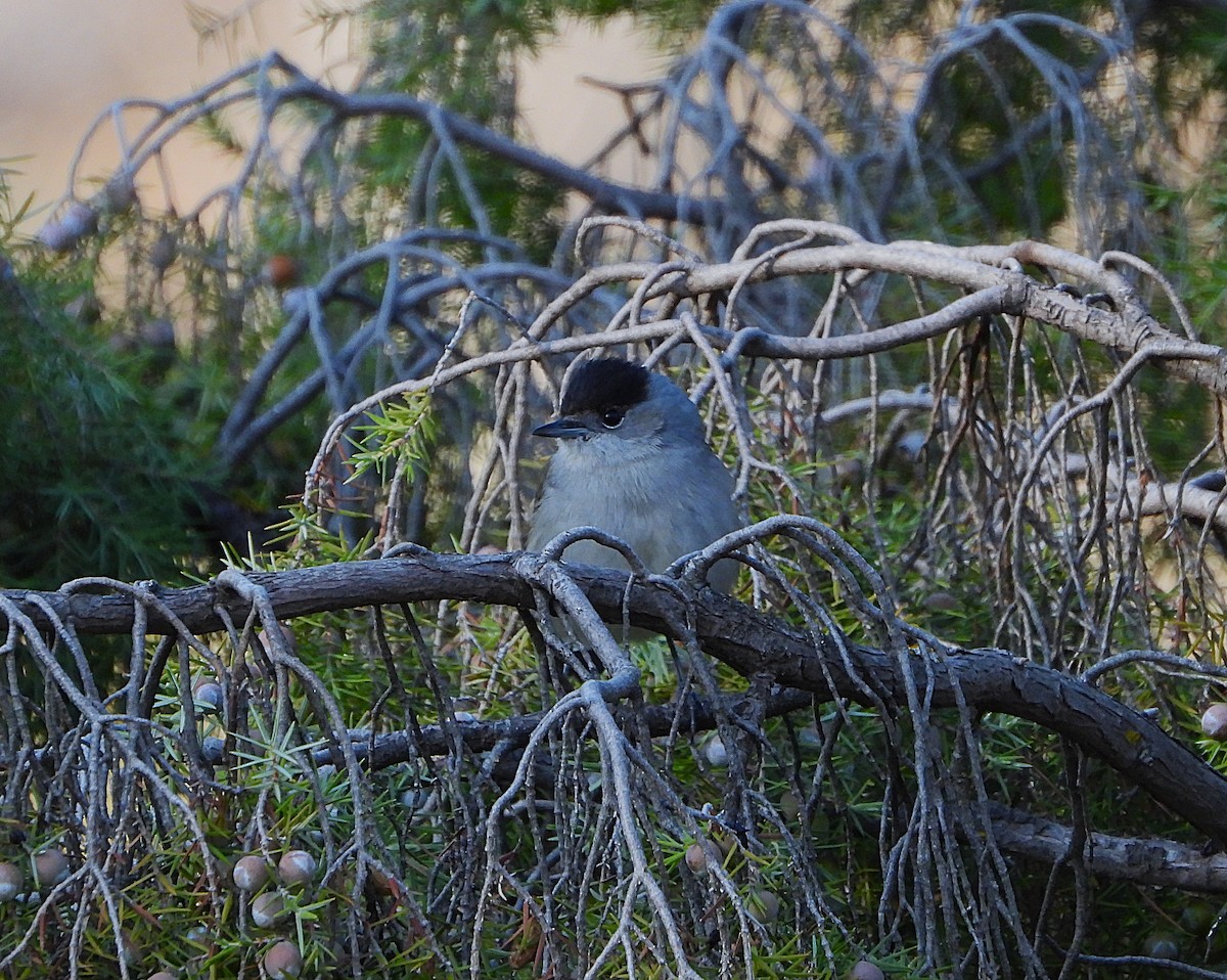 Халимагт зэржгэнэ - ML646857628
