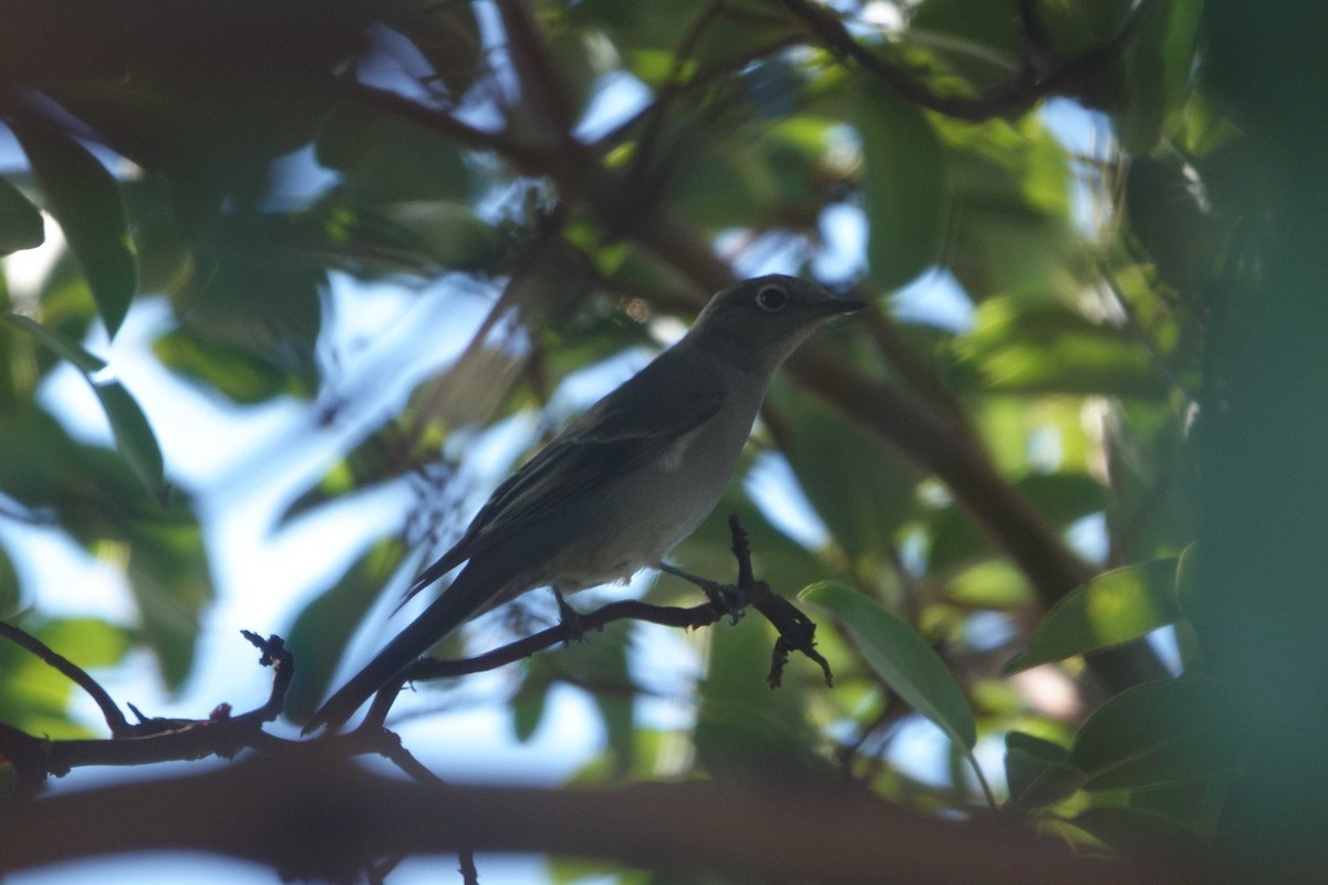 Townsend's Solitaire - ML646857629