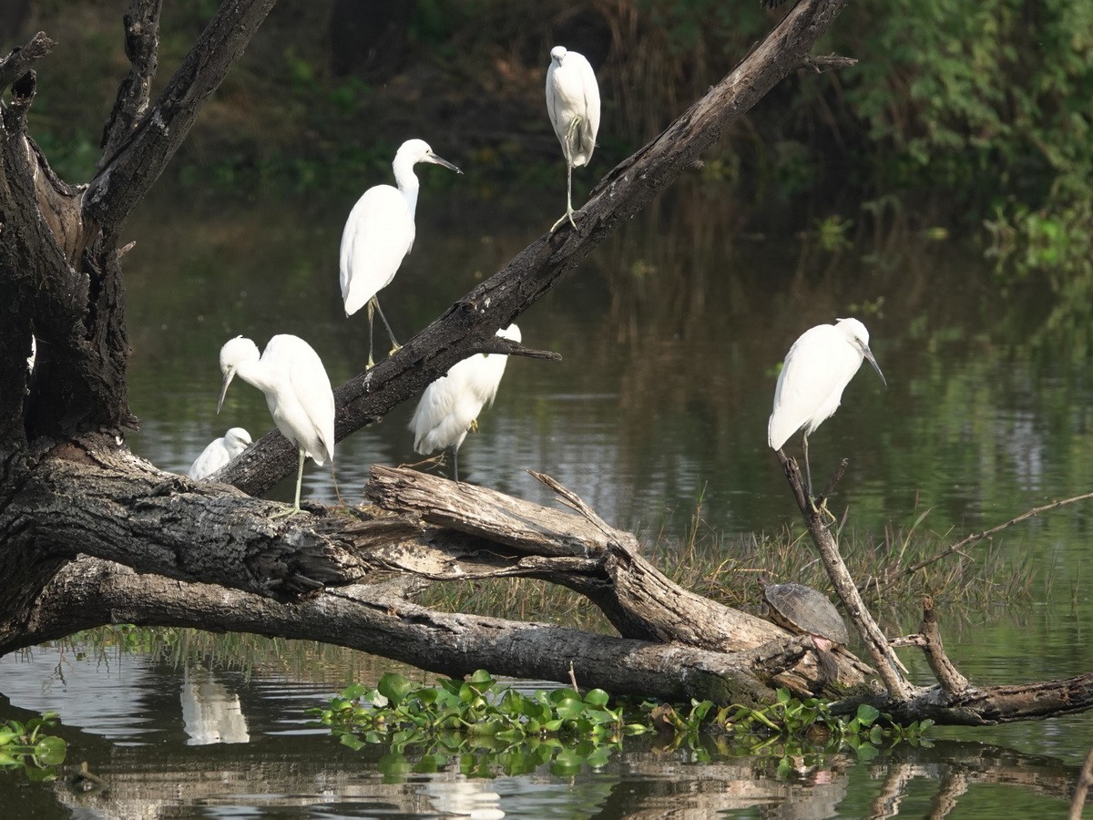 Seidenreiher - ML646857630