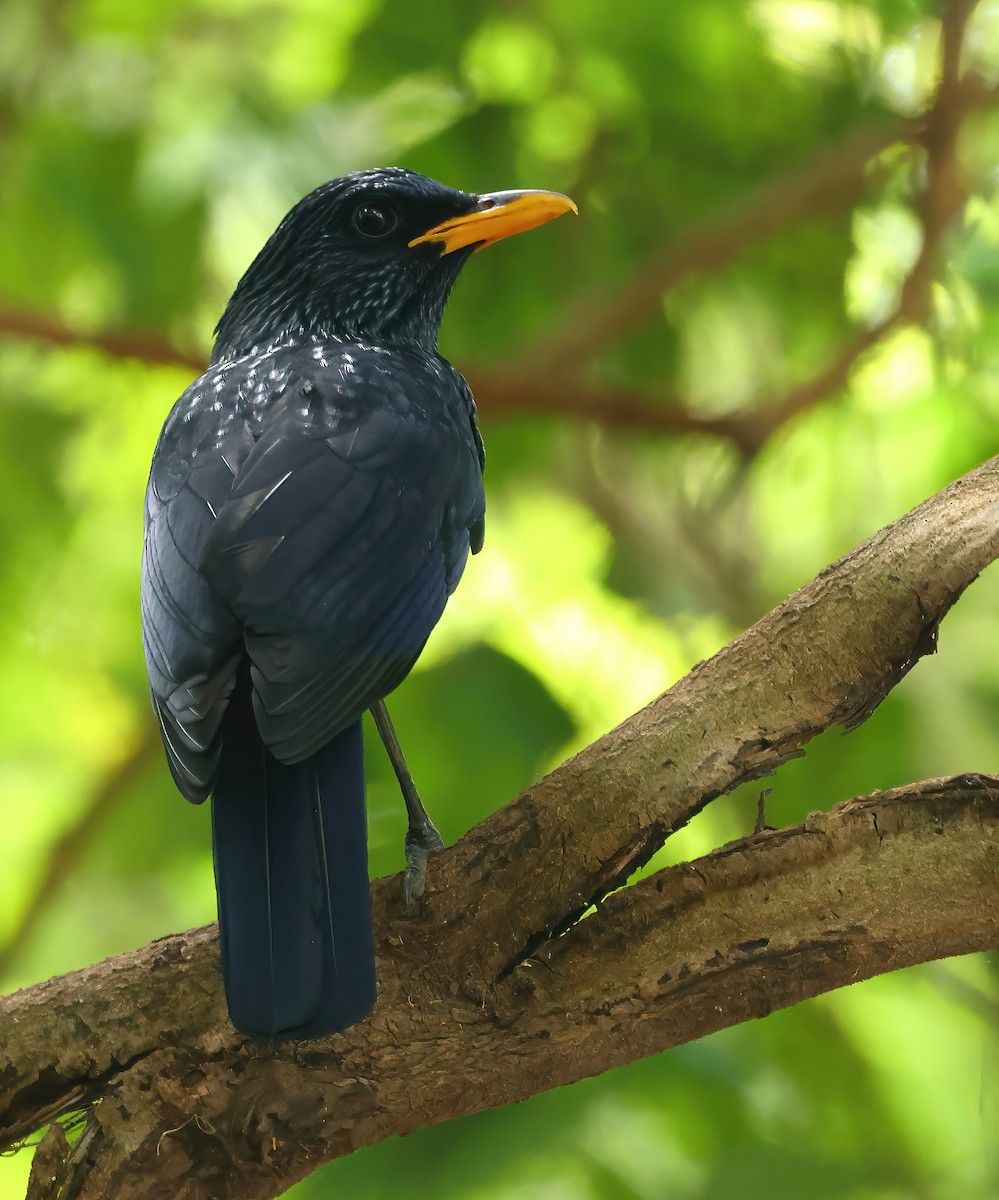 Blue Whistling-Thrush - ML646857631