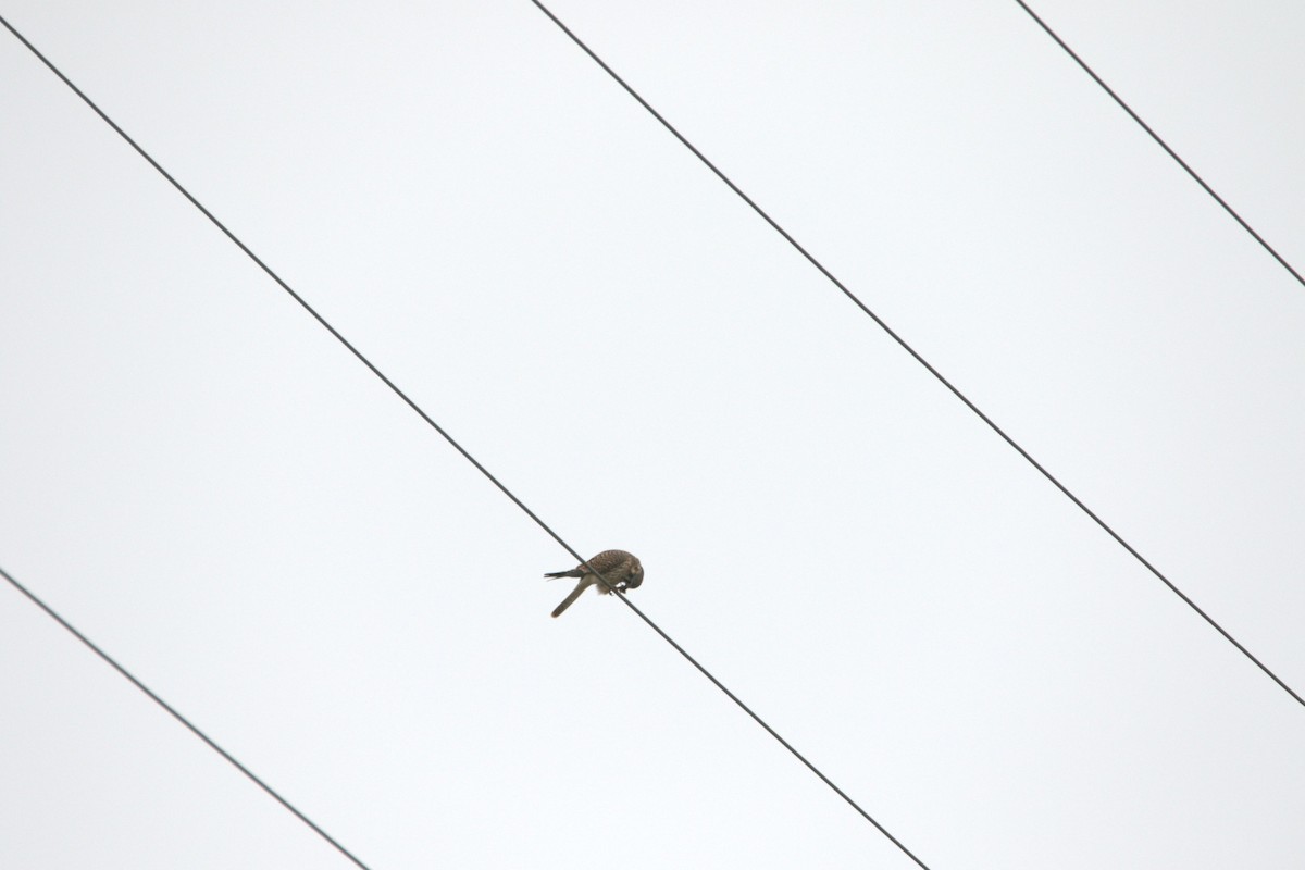 American Kestrel - ML646857632
