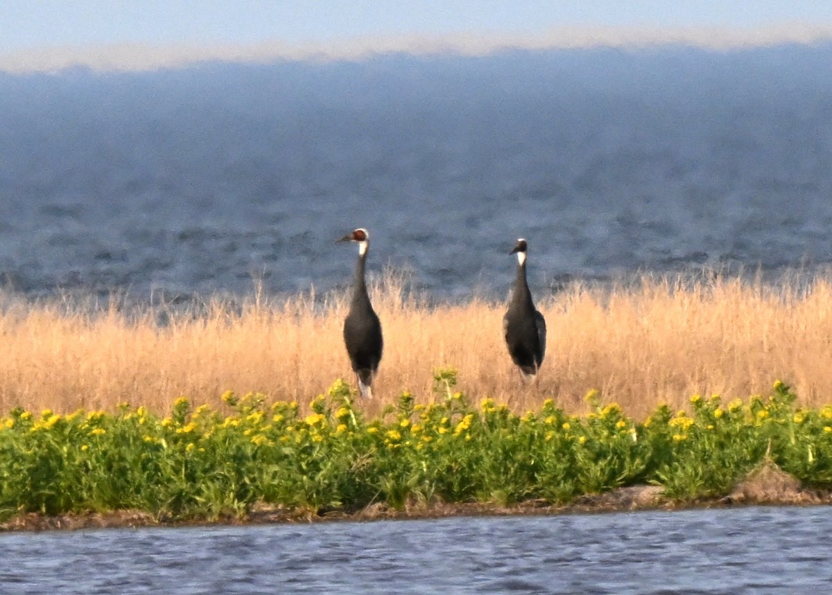 Kurrilo garondozuria - ML646857636