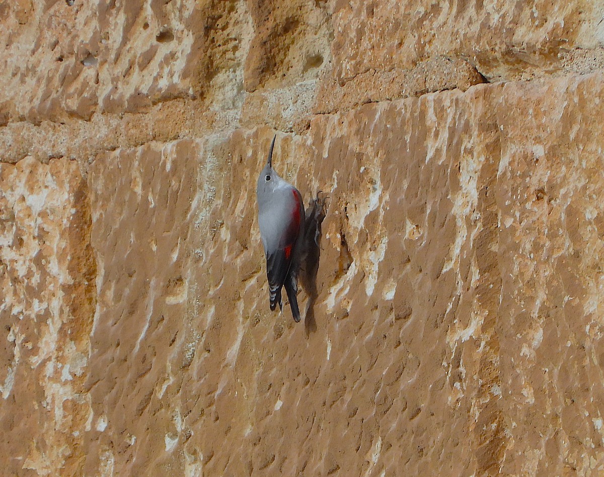 Хэрмийн бялзуухай - ML646857637