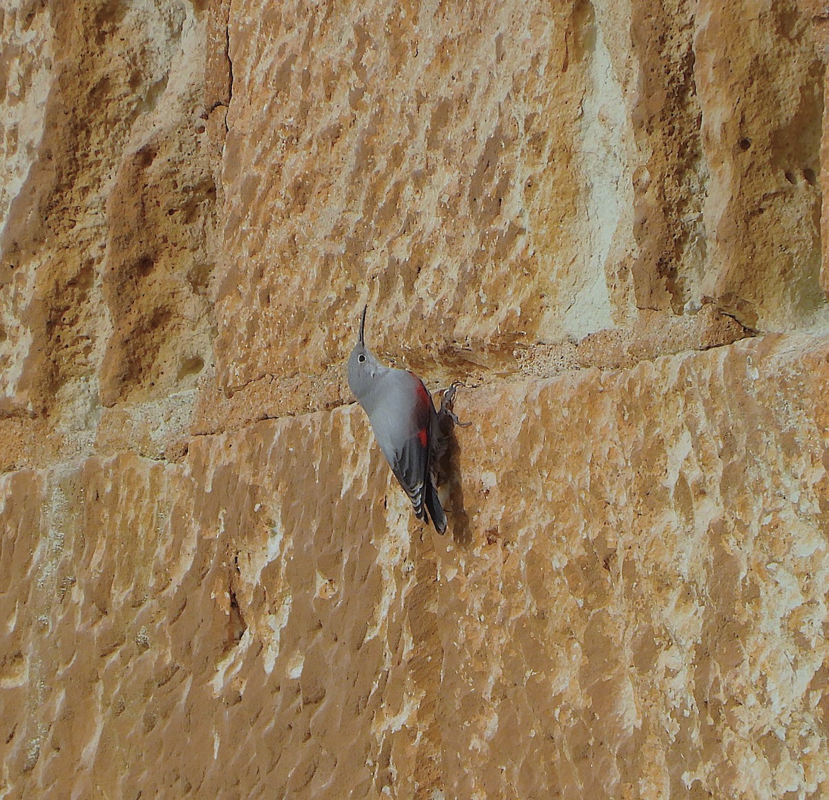 Хэрмийн бялзуухай - ML646857638