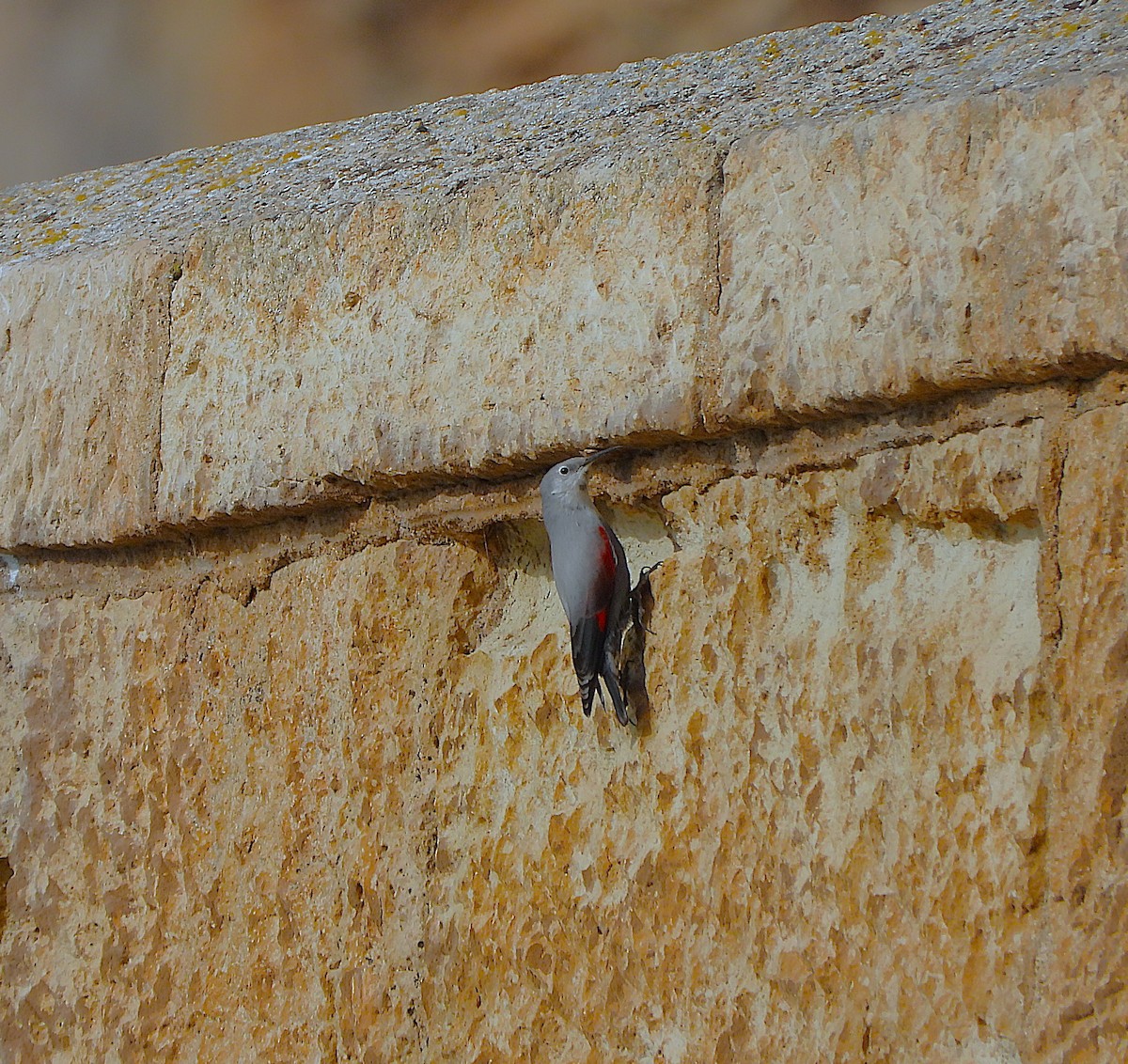 Хэрмийн бялзуухай - ML646857639