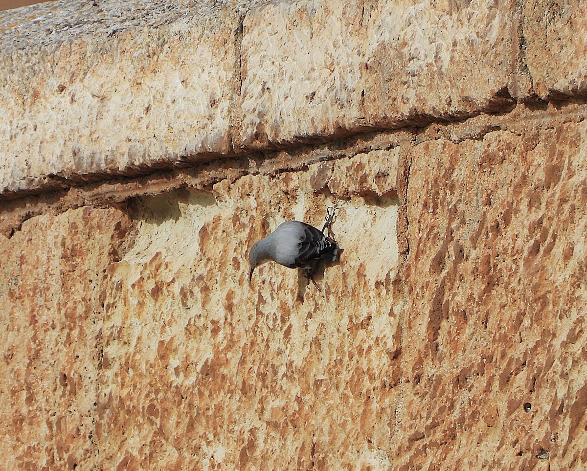 Хэрмийн бялзуухай - ML646857640