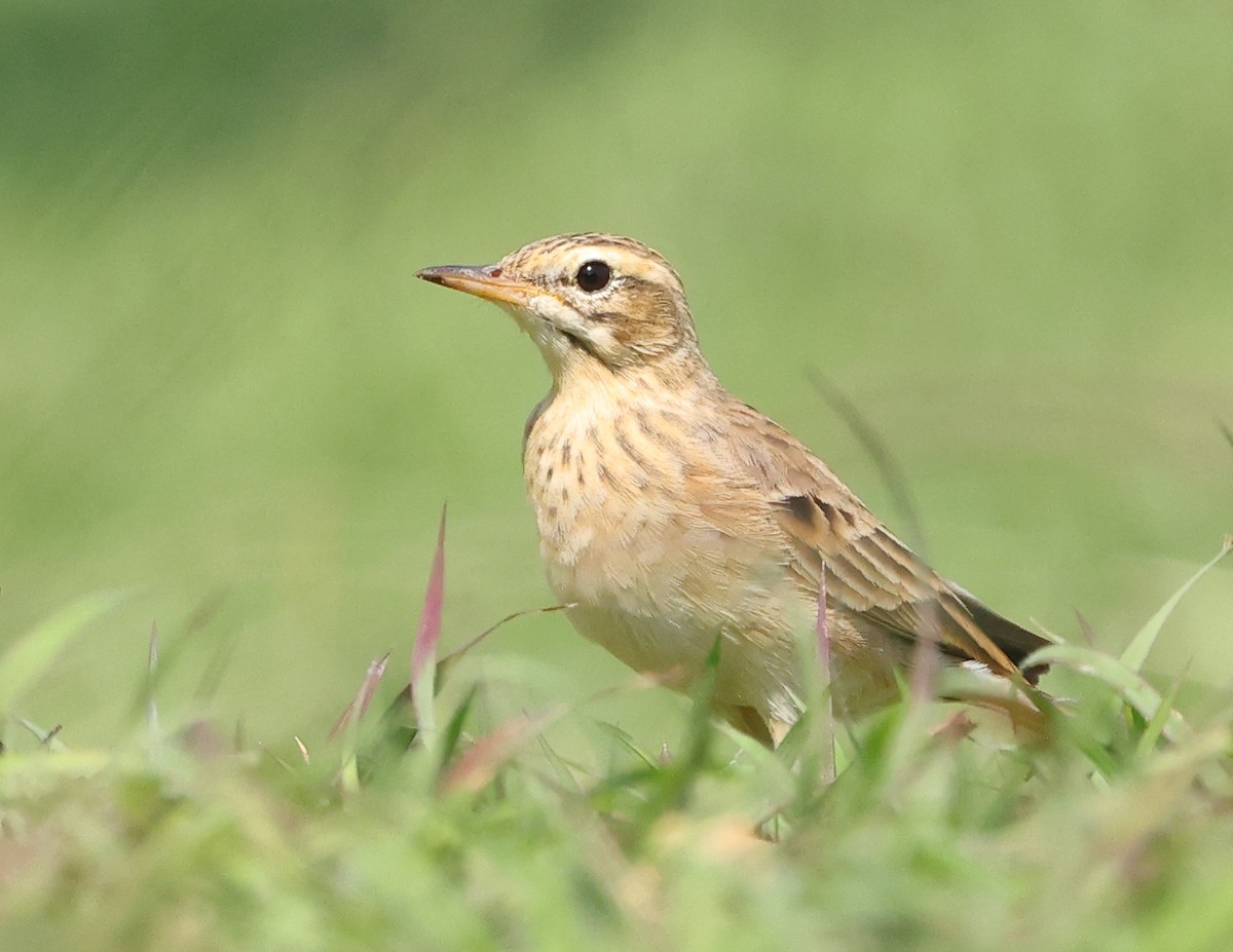 Paddyfield Pipit - ML646857643