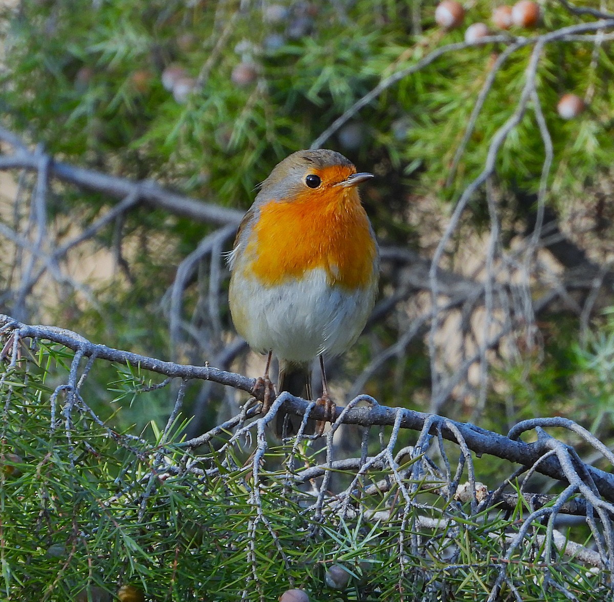 European Robin - ML646857645