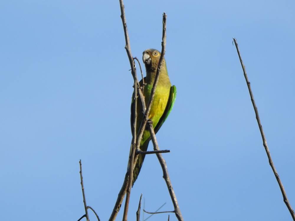 Brown-throated Parakeet - ML646857648