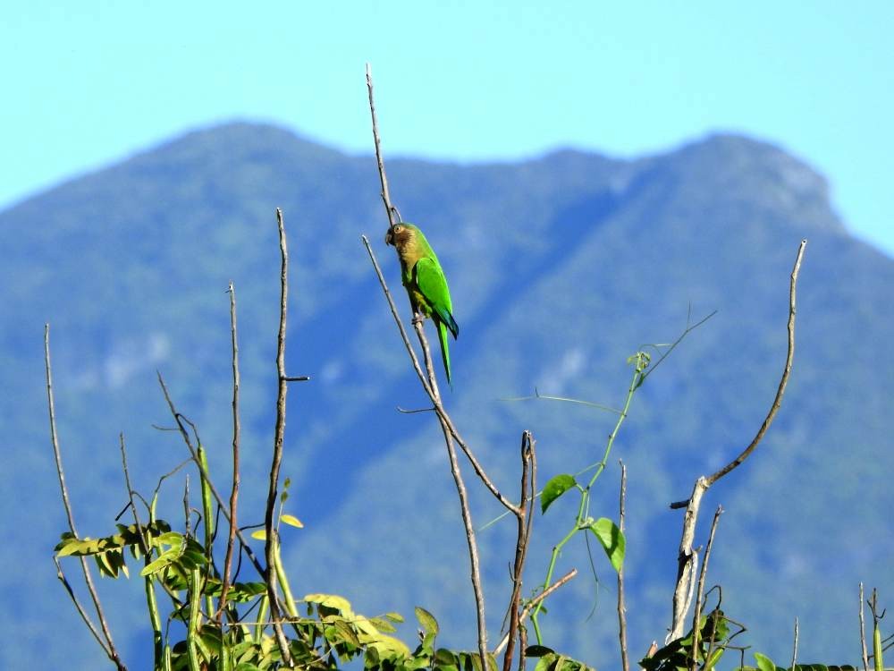 Brown-throated Parakeet - ML646857649