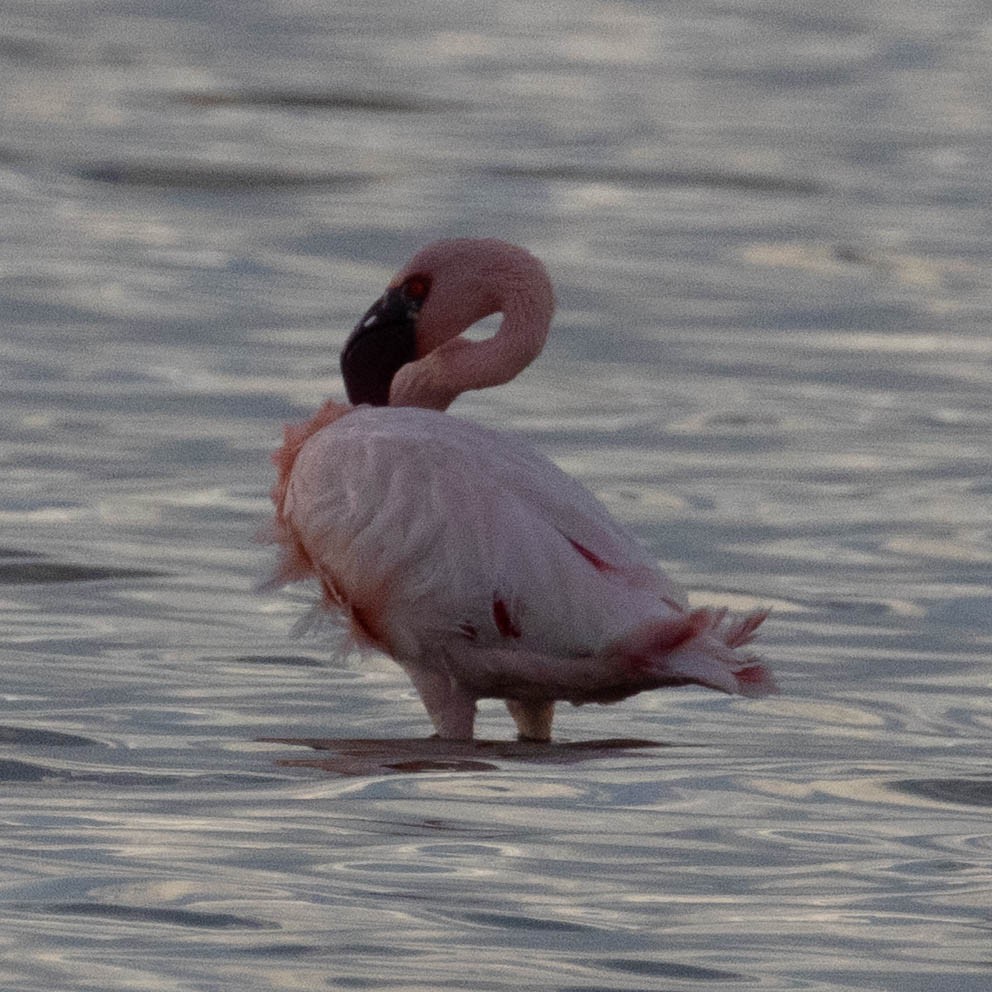 Zwergflamingo - ML646857650