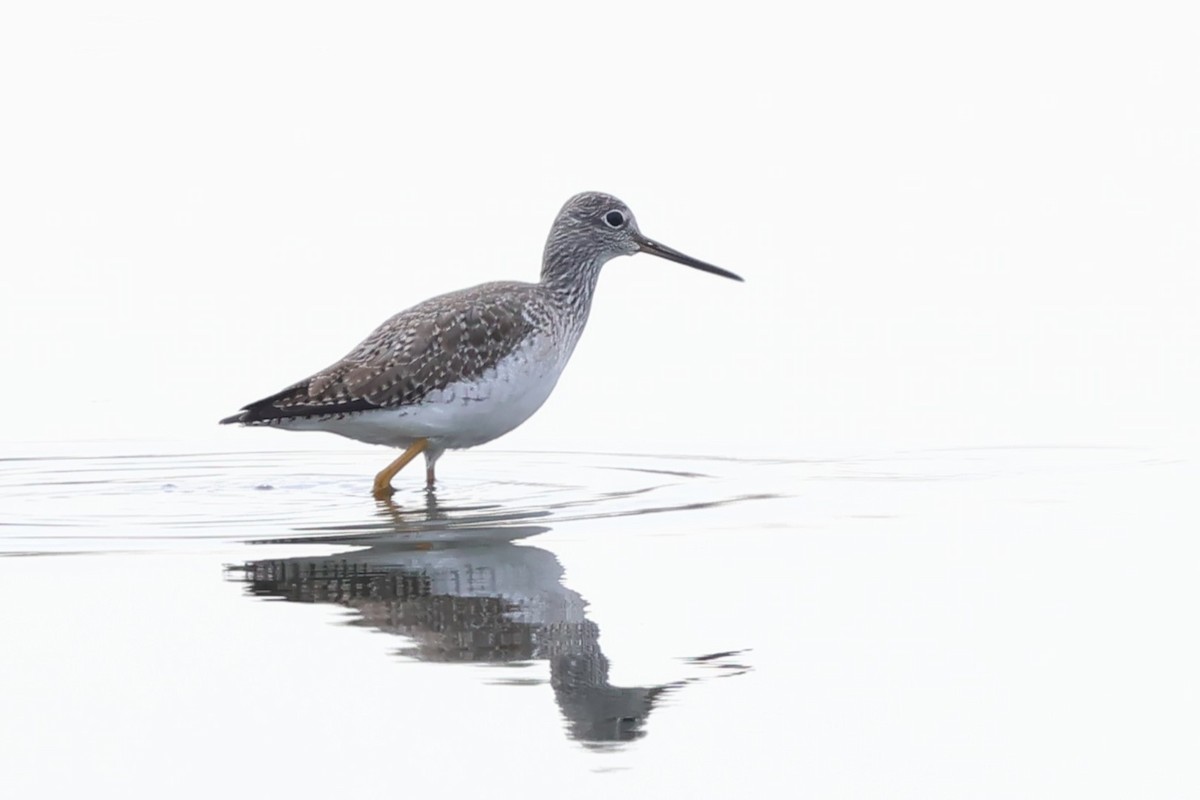 Коловодник строкатий - ML646857651