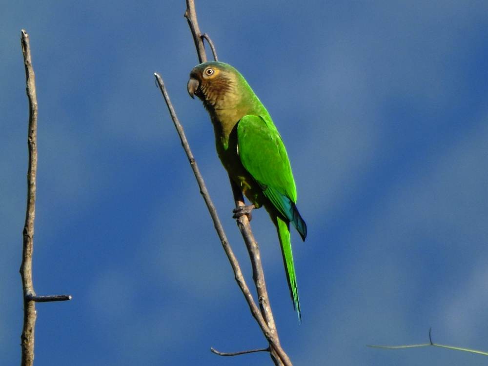 Brown-throated Parakeet - ML646857652