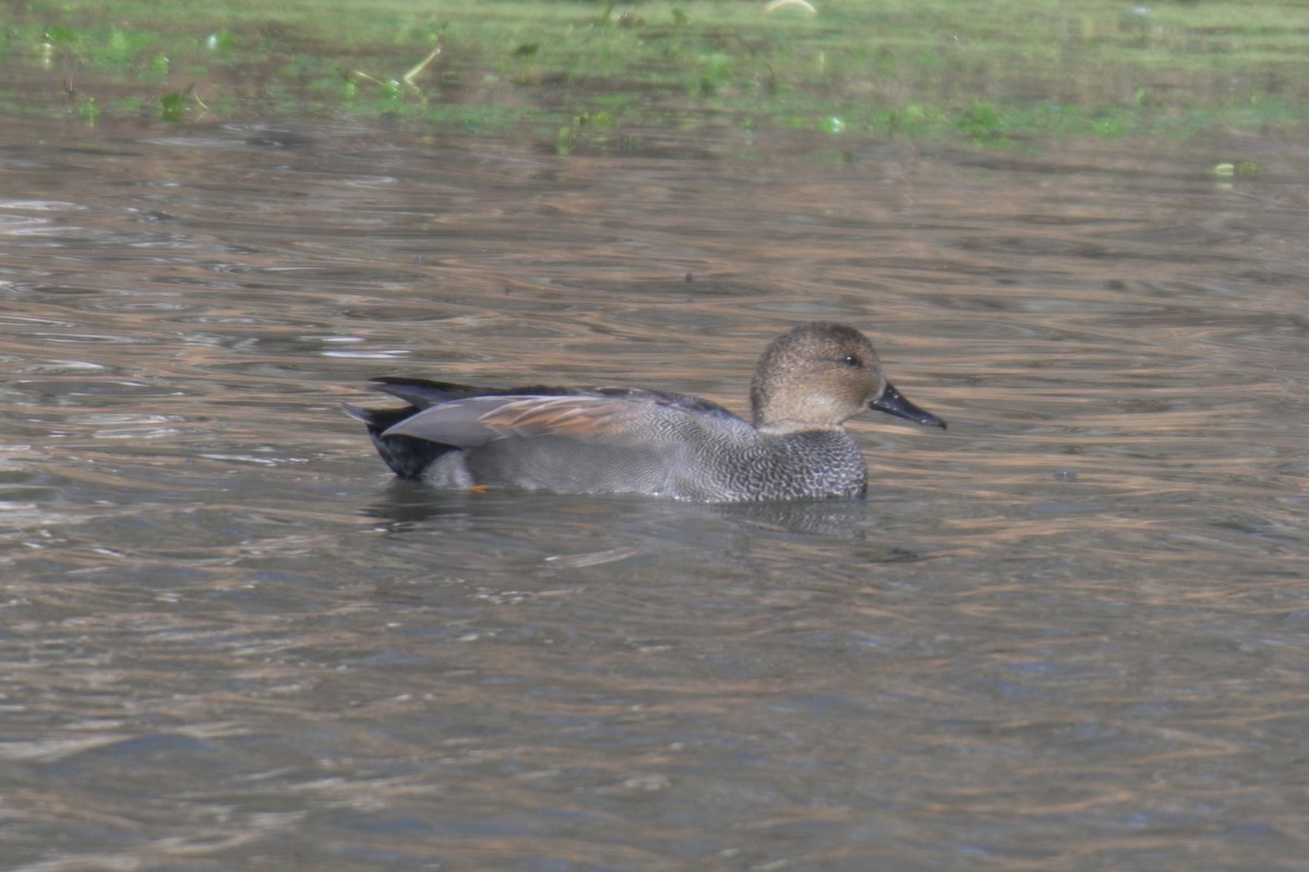 kopřivka obecná - ML646857655