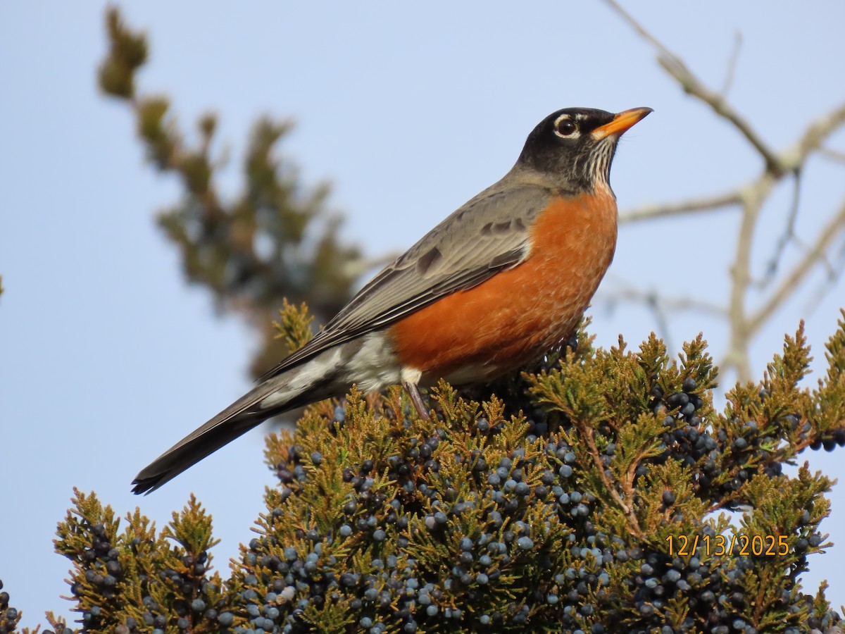 American Robin - ML646857656