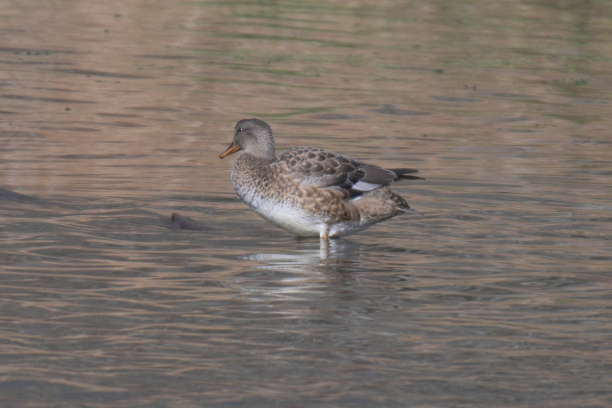 kopřivka obecná - ML646857661