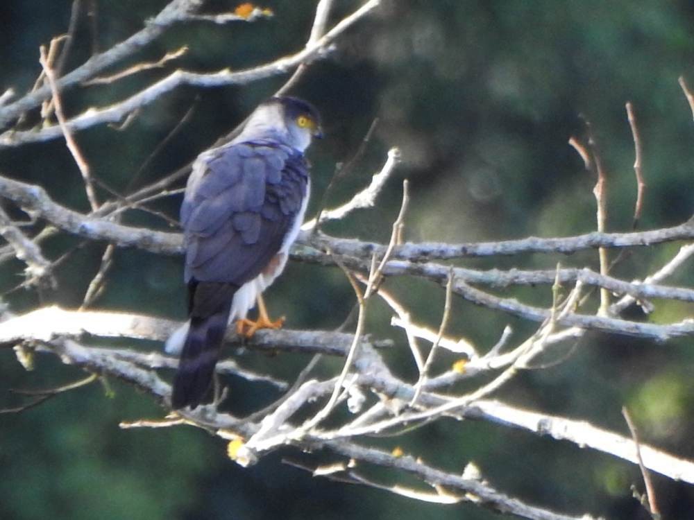 Bicolored Hawk - ML646857662