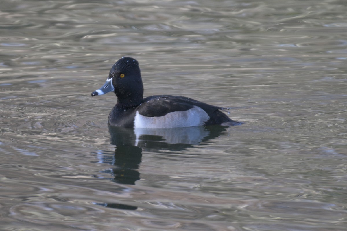Ring-necked Duck - ML646857663