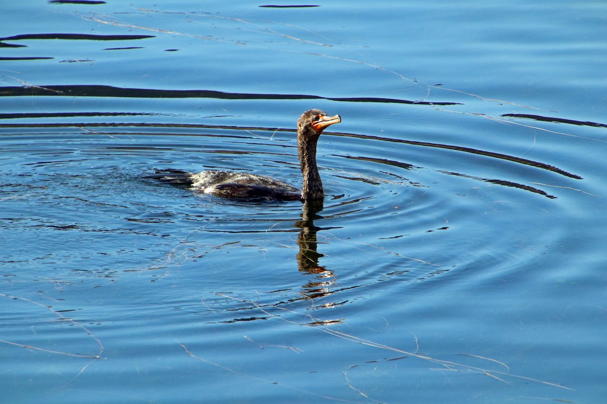 Double-crested Cormorant - ML646857664