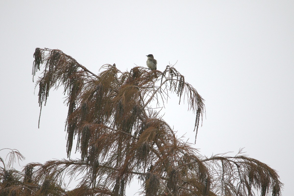 Eastern Phoebe - ML646857665