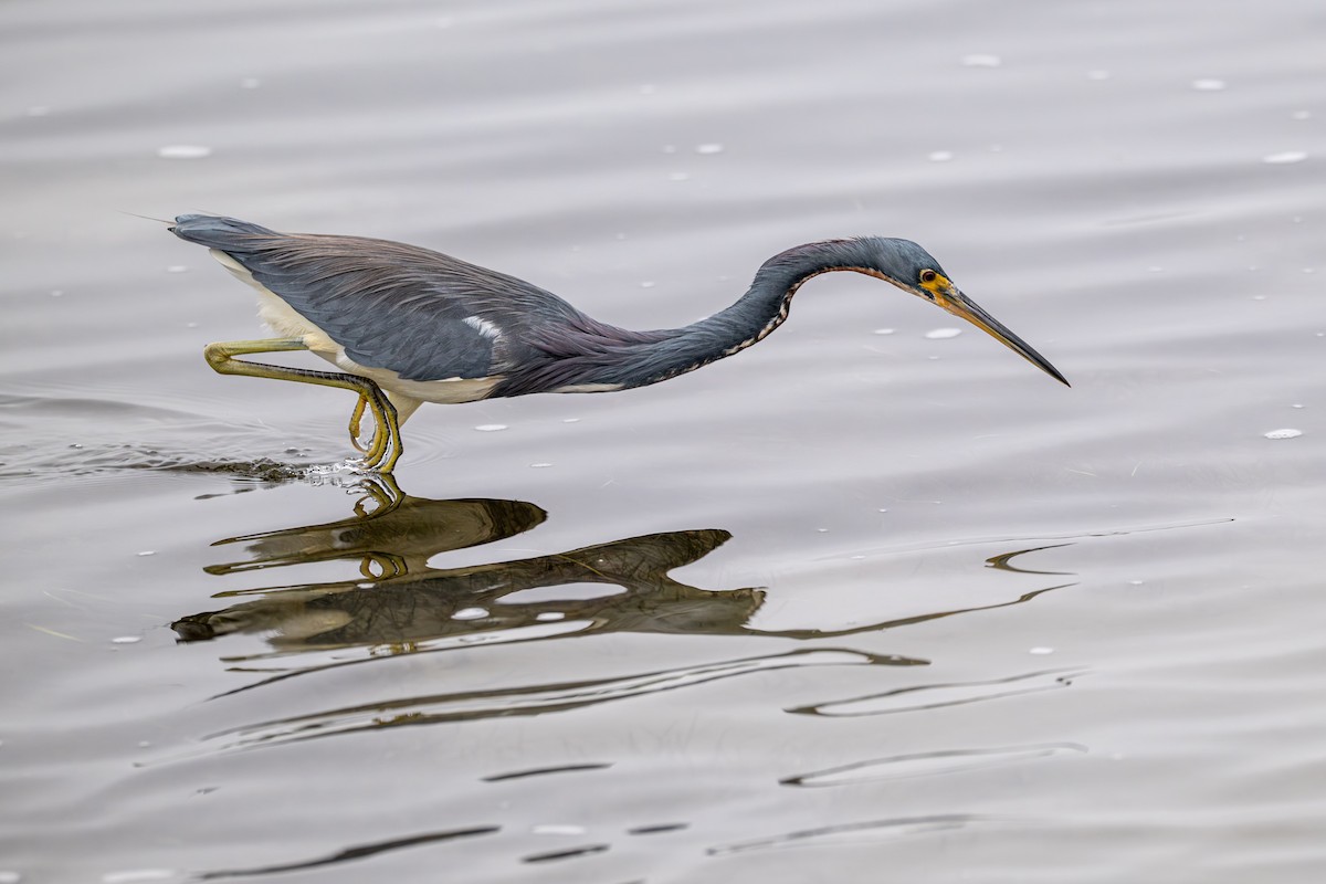 prakthegre - ML646857666